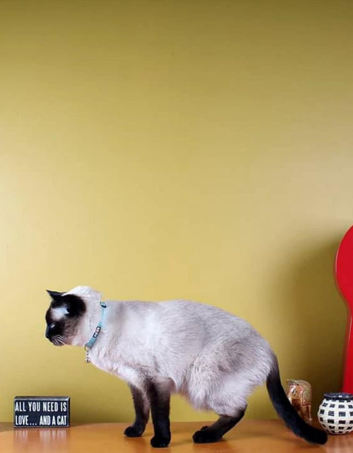 Load image into Gallery viewer, Reflective Cat Collar with Safety Buckle and Removable Bell Cat Collar Kitten Collar Cat Collar
