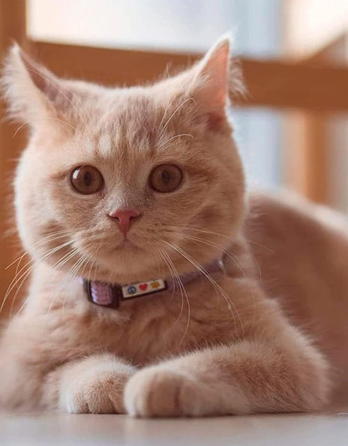 Load image into Gallery viewer, Reflective Cat Collar with Safety Buckle and Removable Bell Cat Collar Kitten Collar Cat Collar
